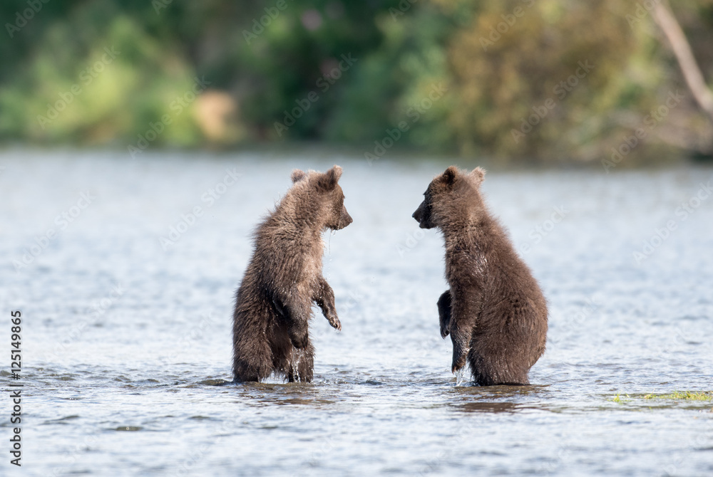 Obraz premium Two cute brown bear cubs playing