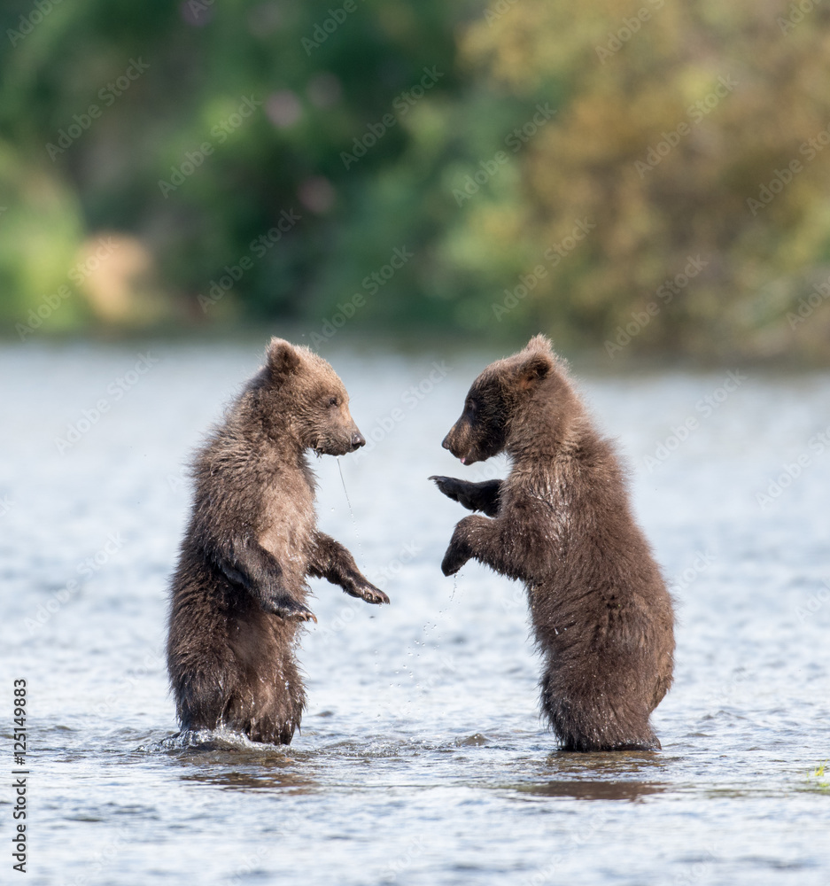 Obraz premium Two cute brown bear cubs playing