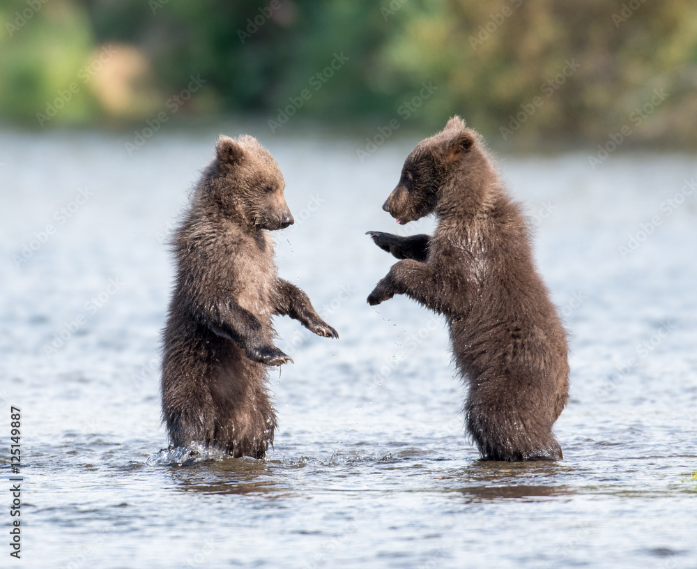 Obraz premium Two cute brown bear cubs playing