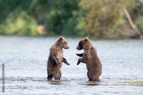 Two cute brown bear cubs playing © Tony Campbell