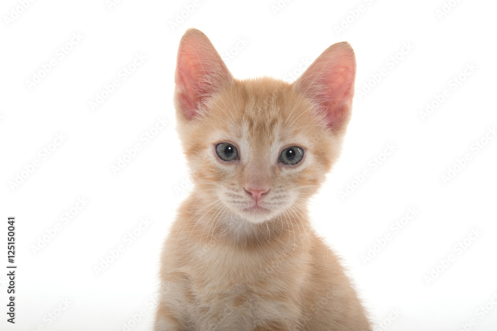 Portrait of cute kitten