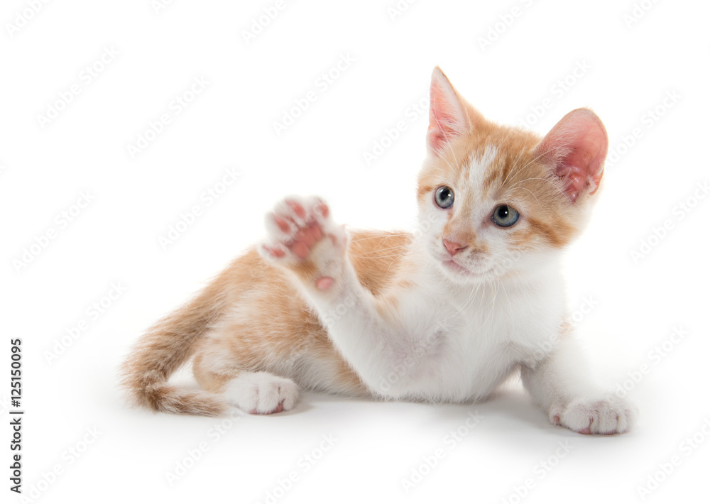 Cute kitten laying down Cute kitten laying down