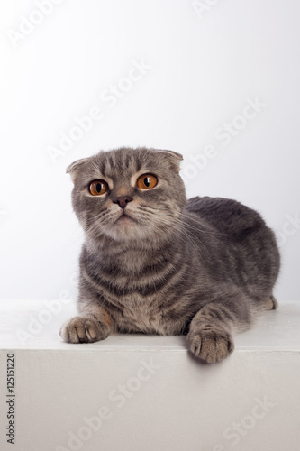 A british fold gray cat on a white background