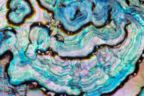 Paua Abalone shell mother-of-pearl texture pattern photo