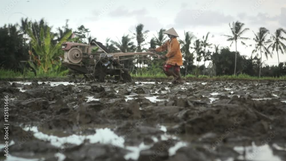Balinese farmer using old wheel plow in the field prepared for rice plantation in Ubud Bali Balinese farmer using old wheel plow in the field prepared for rice plantation in Ubud Bali