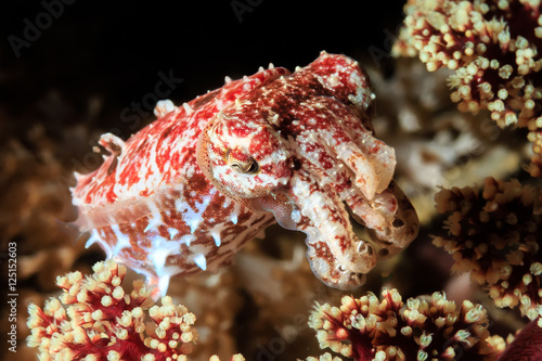 Tiny Crinoid Cuttlefish Hiding In Coral