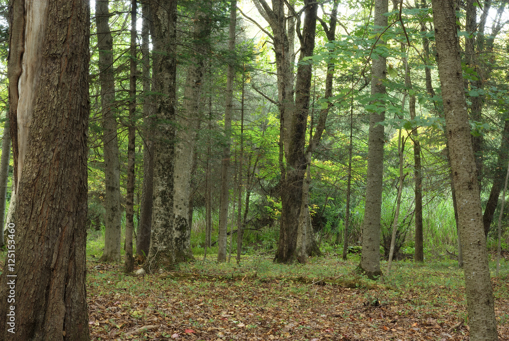 north america green forest coniferous trees and sunlight
north america green forest coniferous trees and sunlight