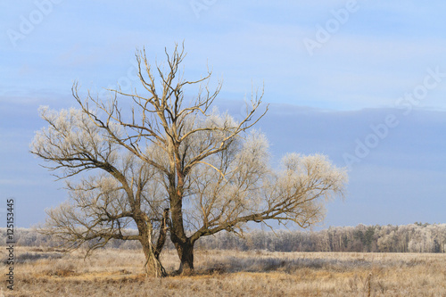 high dry tree is covered with a layer of frost