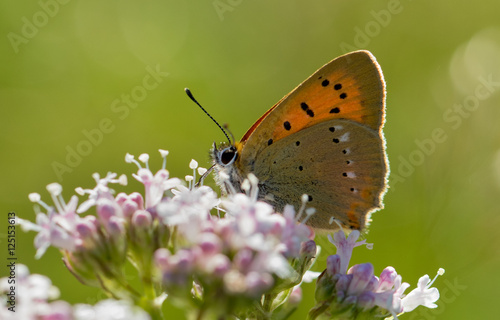 Dreamy summer butterfly 