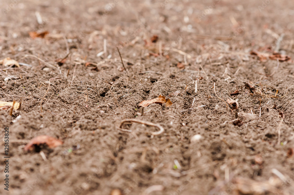 Fallen leaves on ground Fallen leaves on ground