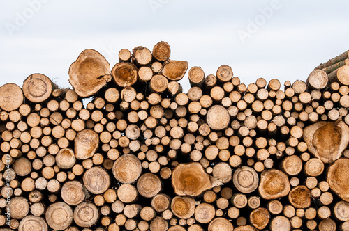 Logs of trees