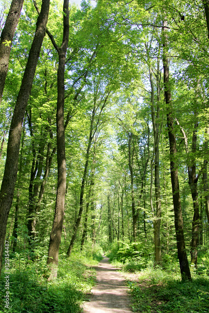 Wandern im WienerWald Wandern im WienerWald