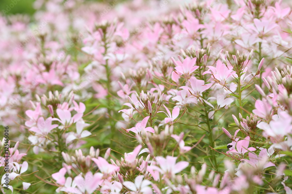 Fototapeta premium クレオメの花畑