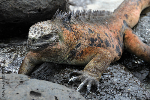 A Galapagos Marine Iguana resting on lava rocks, amblyrhynchus cristatus