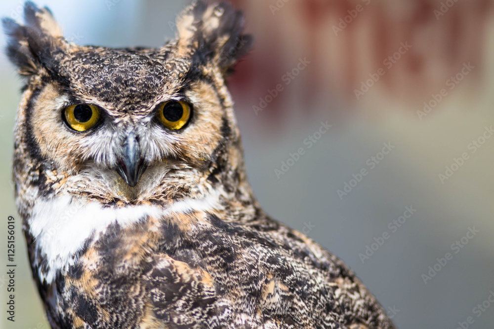Obraz premium Great Horned Owl