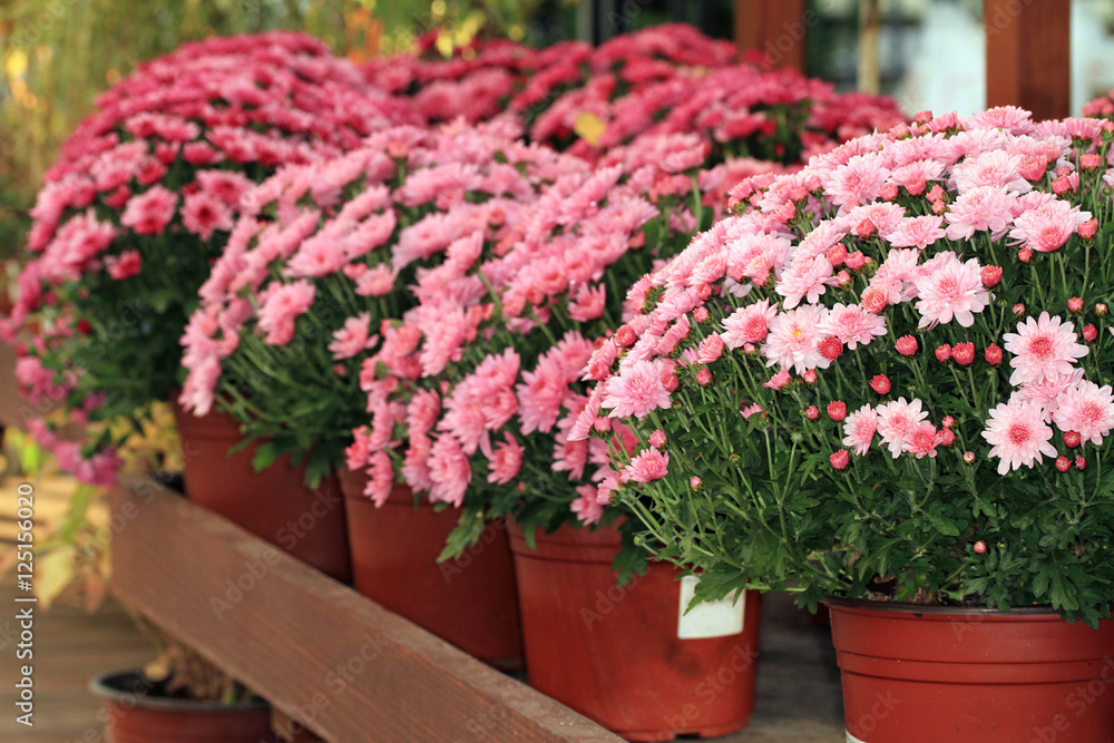 Pink chrysanthemums, flower pot plants decorating. Autumn Flower store