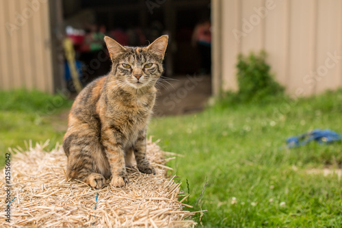 Sneering Tabby Cat on a Haystack in front of a Barn
