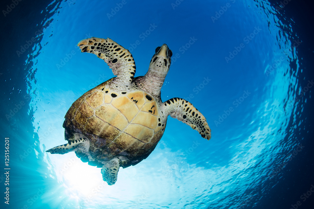 Fototapeta premium Hawksbill Turtle Swimming in Blue Water