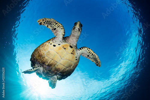 Hawksbill Turtle Swimming in Blue Water