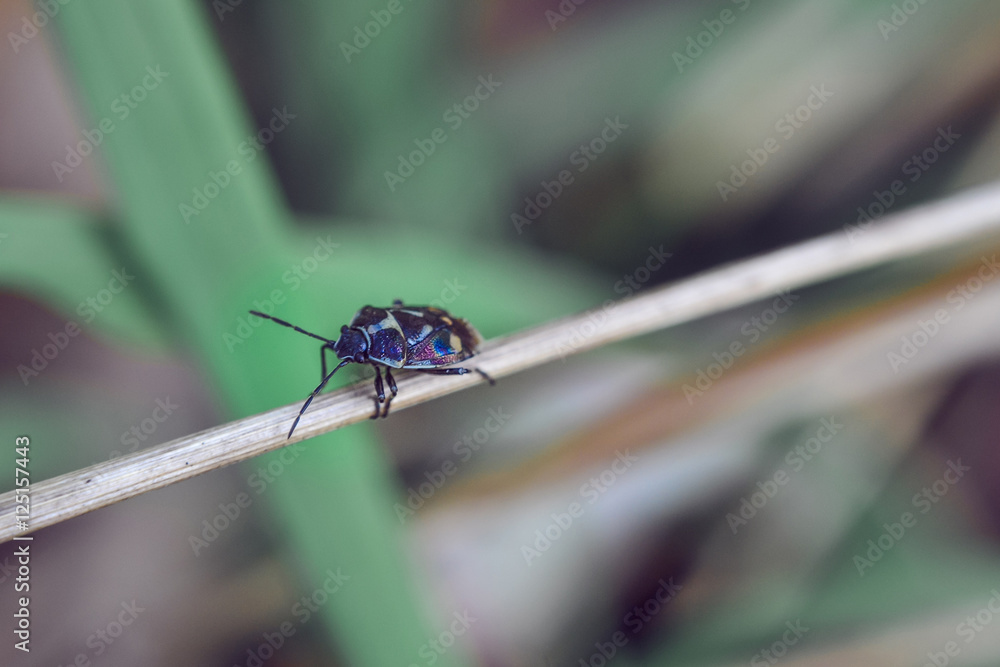 Multicolored beetle on thin reed macro shot