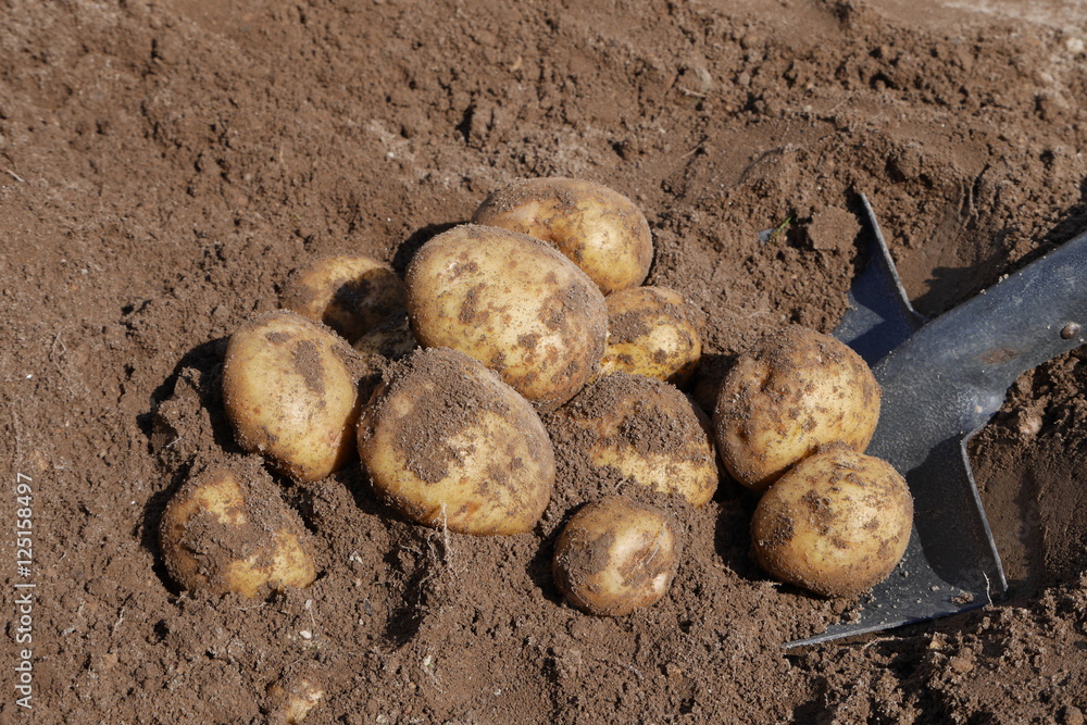 Digging organic potatoes from a home garden Digging organic potatoes from a home garden