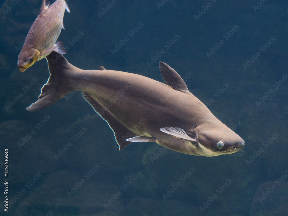 Naklejka premium カイヤン