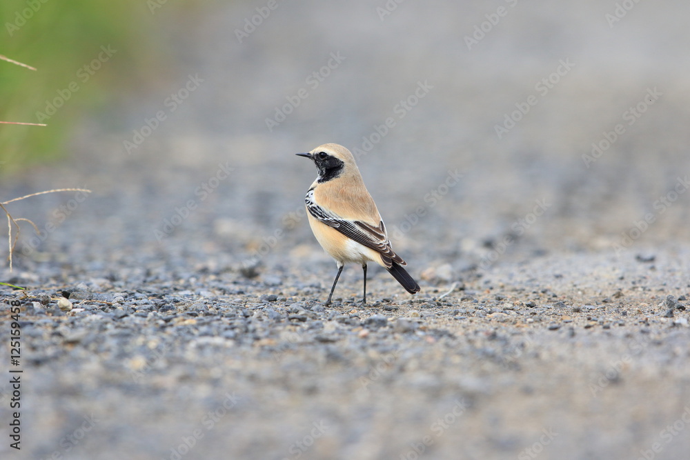 Desert Wheatear (Oenanthe deserti) male in Japan Desert Wheatear (Oenanthe deserti) male in Japan