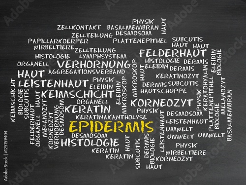 Epidermis (Wirbeltiere) photo