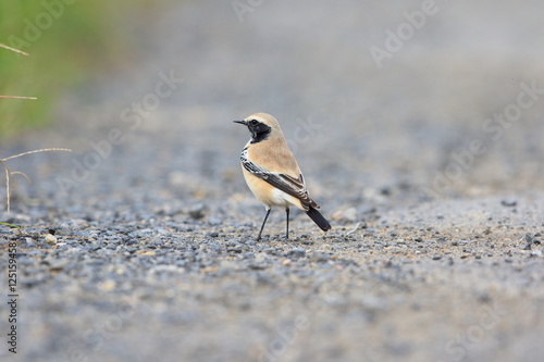 Desert Wheatear (Oenanthe deserti) male in Japan 