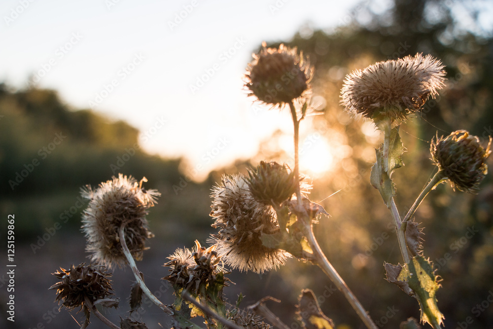 Obraz premium Flowery Sunset