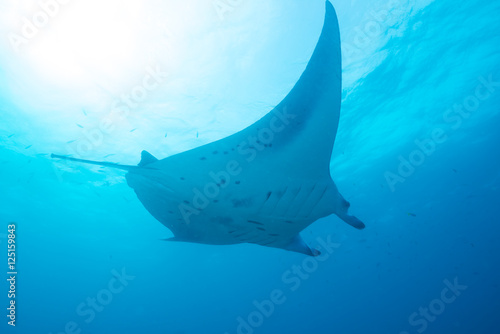 School of manta ray © divedog