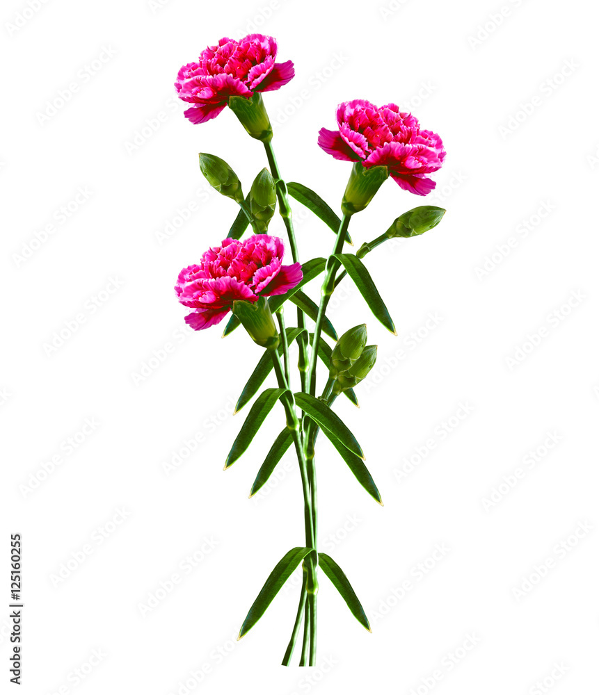 Bouquet of flowers carnation. Bouquet of flowers carnation.