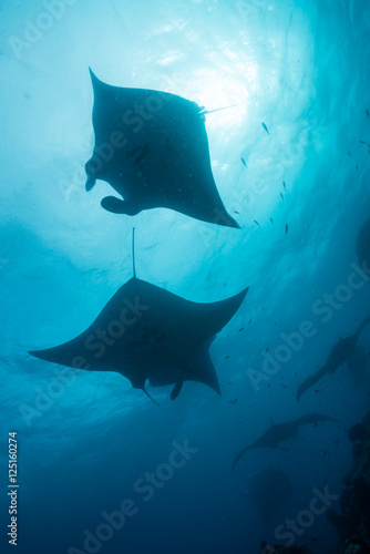 Silhouette of manta ray