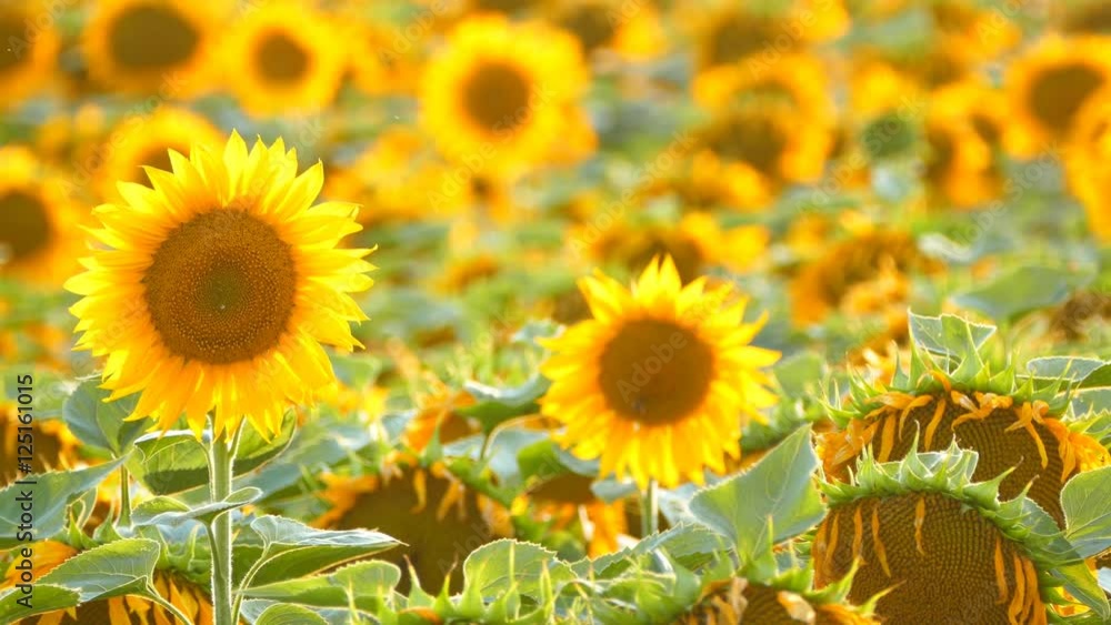 Sunflower field, cultivated field. 4K Sunflower field, cultivated field. 4K