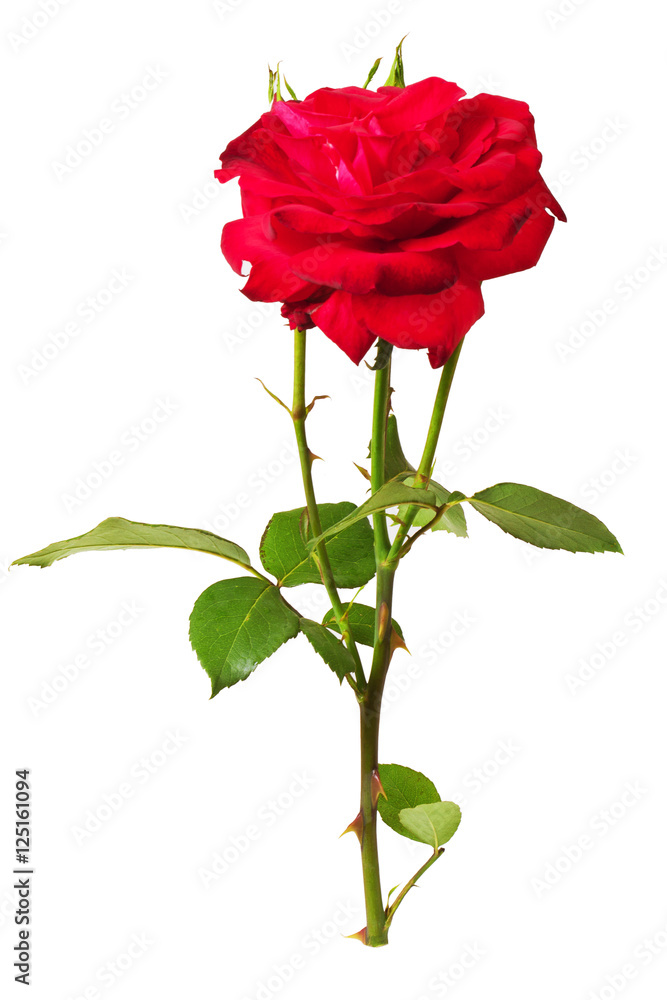 Obraz premium rose