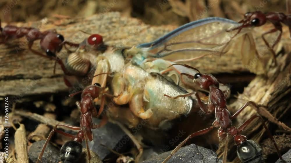 Cicada Attacked by Bull Ants 22 Cicada Attacked by Bull Ants 22