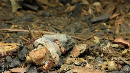 Cicada Attacked by Bull Ants 28 photo