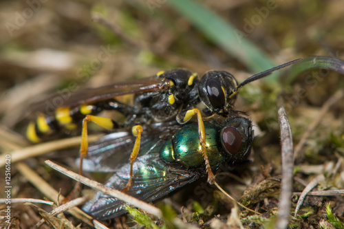 Field digger wasp (Mellinus arvensis) with fly prey. A common digger wasp in the family Crabronidae, with paralysed fly to be carried to provision future young  © iredding01