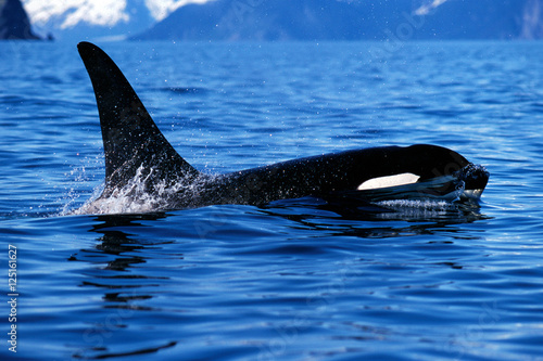 Killer whale surfaces and shows tall dorsal fin (Orcinus orca), © davidhoffmann.com
