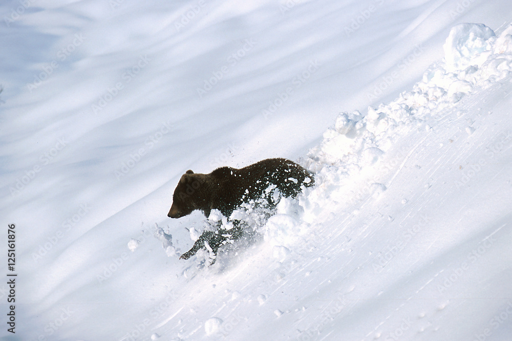 Grizzly bear runs down a snowy slope creating snow balls as he goes Grizzly bear runs down a snowy slope creating snow balls as he goes
