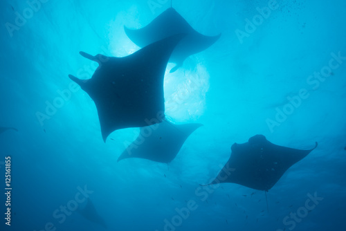 Silhouette of manta ray © divedog