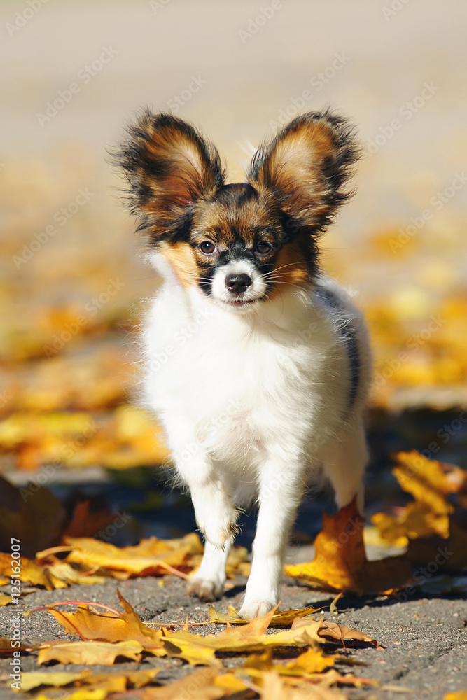 Continental Toy Spaniel dog Papillon puppy standing on an asphalt around yellow autumn leaves