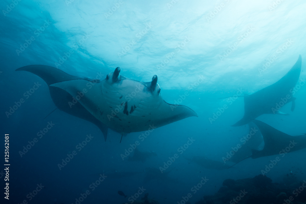 School of manta ray School of manta ray
