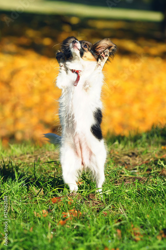 Continental Toy Spaniel dog Papillon puppy jumping up outdoors at sunny autumn background