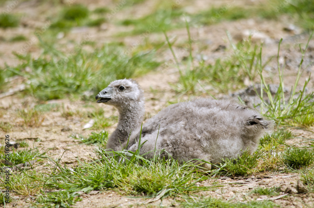 Fototapeta premium cape barren goose