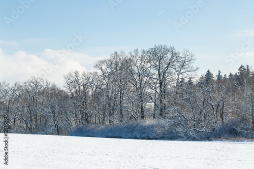 Wallpaper Mural forest landscape covered in snow, winter wonderland Torontodigital.ca
