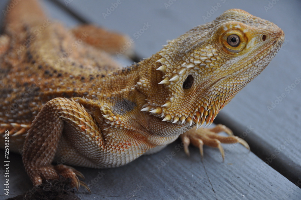 Fototapeta premium Bearded Dragon Irony