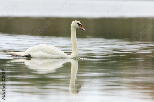 Swan on pond on a cloudy day