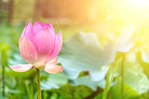 Lotus flower and Lotus flower plants