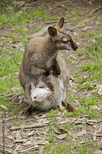wallaby and albino joey